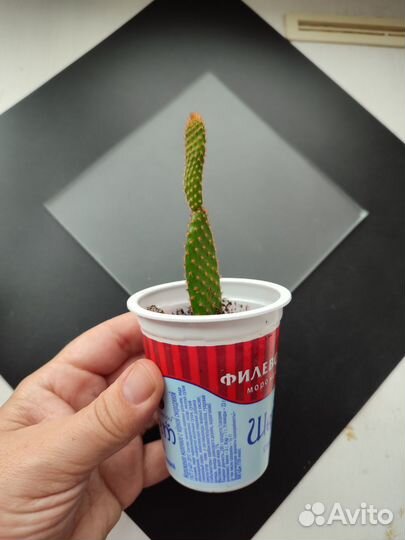 Кактус Опунция