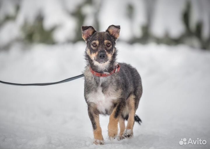 Маленькая собака в добрые руки бесплатно