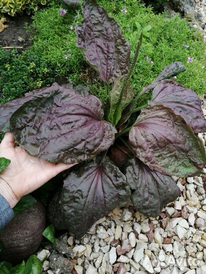 Цветы для сада. Отправляю только по Крыму