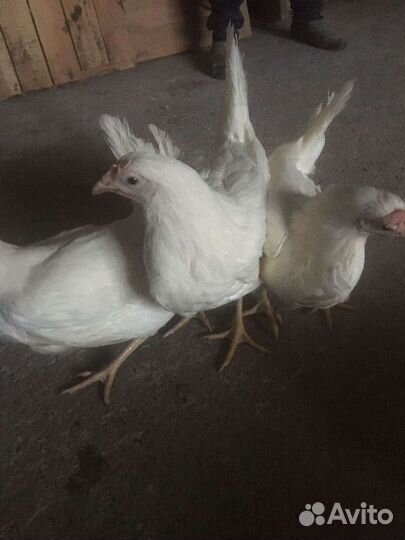 Куры молодка