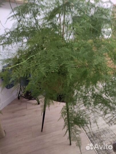 Аспарагус перистый