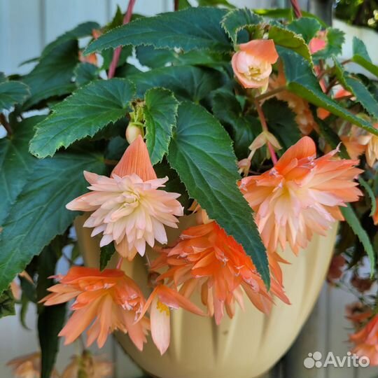 Бегония беллекония