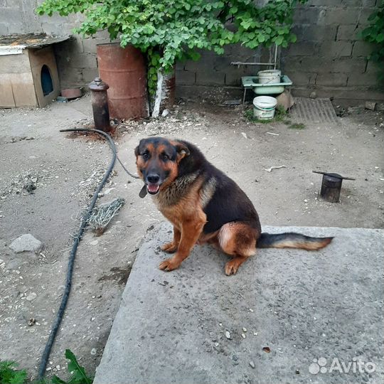 Продаётся немецкая овчака