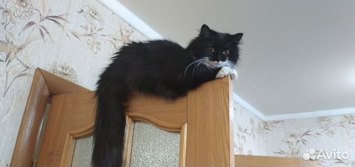 Кошечка Ксюша