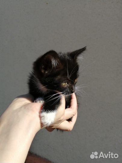 Котенок в дар