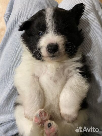 Щенки метисы