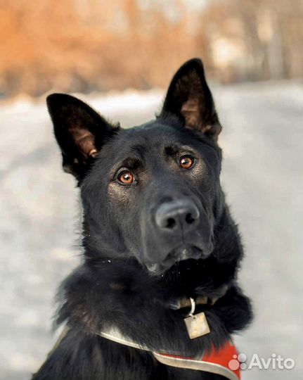 Собака из приюта в добрые руки