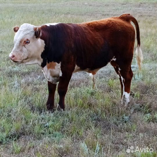 Быки на племя