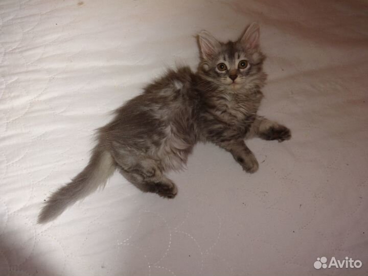 Серая кошка