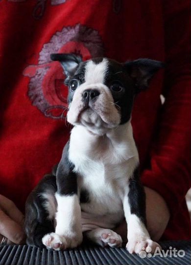 Щенки Бостон Терьер