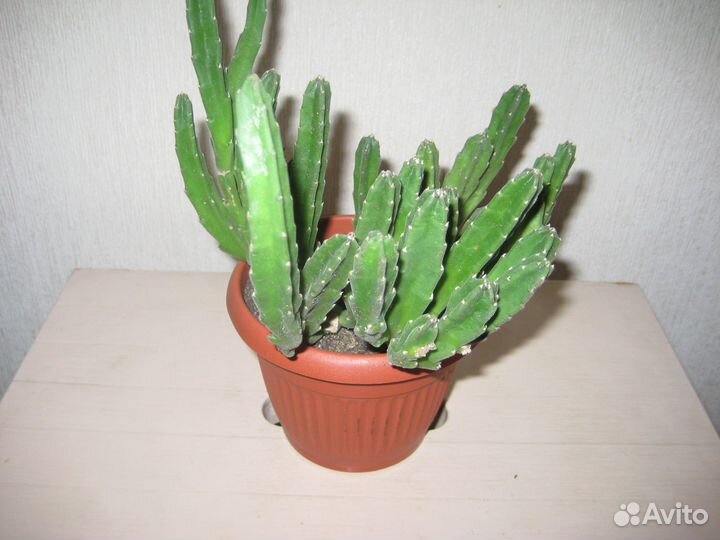 Стапелия Леендерца