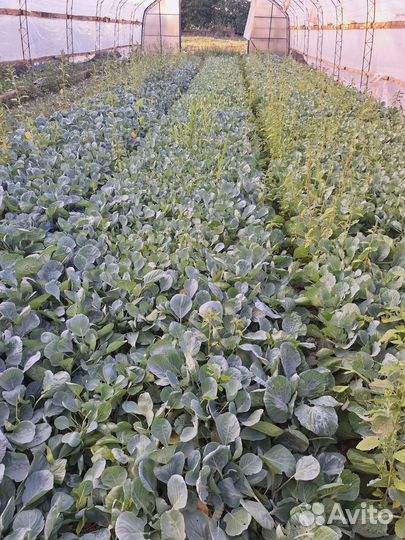 Рассада капусты Ларсия