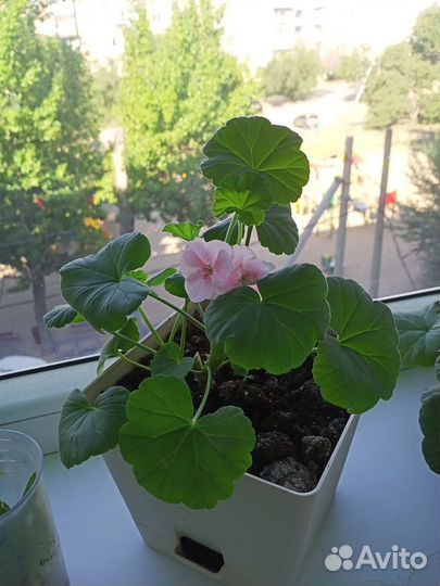 Герань пеларгония