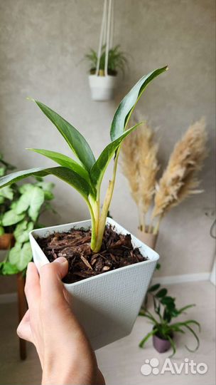 Аглаонема Серый призрак (Siri Kanchana)