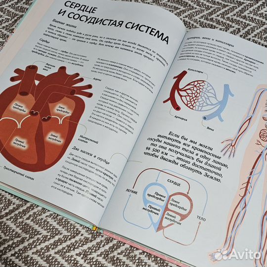 Тело человека. визуальный гид. Кристина Перабони