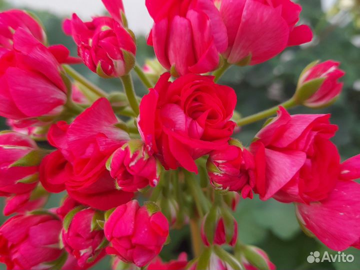 Список гераней-пеларгоний