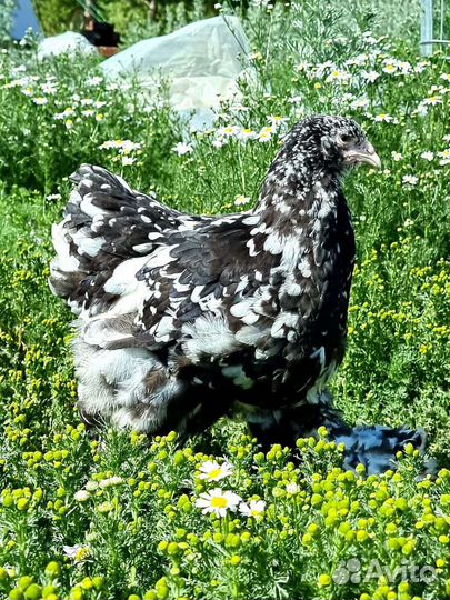 Брама и карликовые кохинхины семьи куры петухи