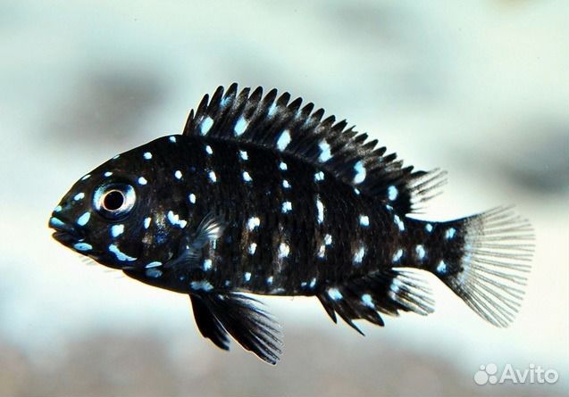 Трофеус звёздный