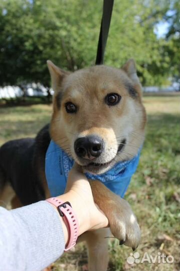 Чудесная собака из приюта