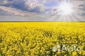 Сельхоз продукция