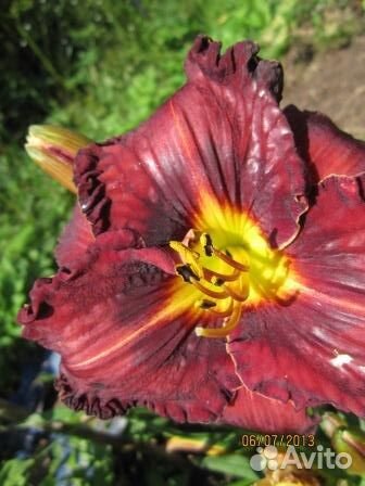 Лилейники много сортов из сада