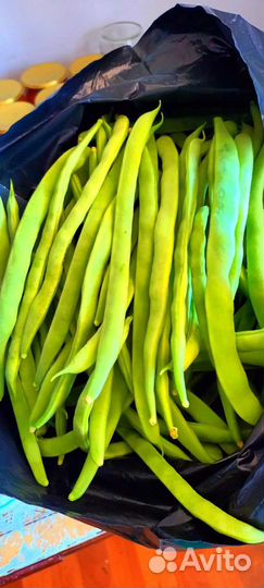 Фасоль стручковая