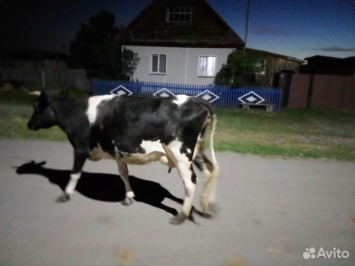 Корова дойная,первотелок, покрыта 17.07.2023