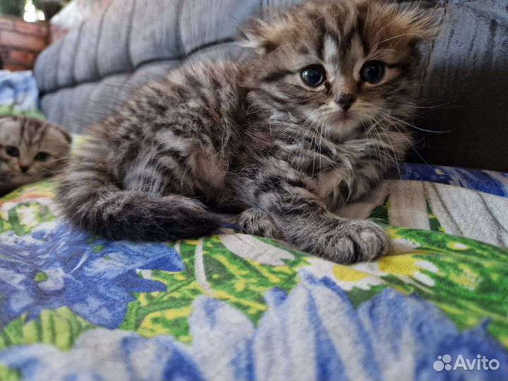 Шотландские котята
