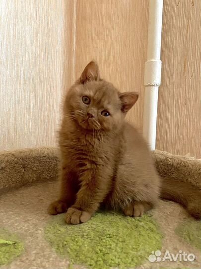 Британская кошечка