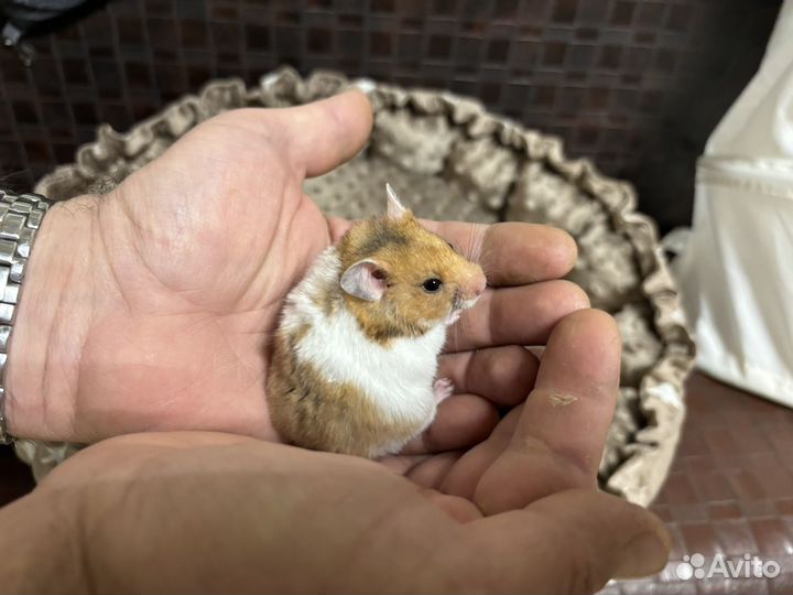 Сирийский хомяк