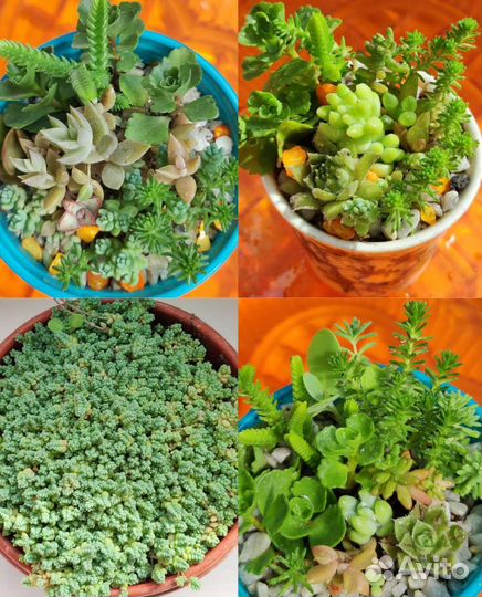 Набором,садиком,в горшке, авито-почтой в интерьер