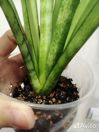 Сансевьерия мунлайт