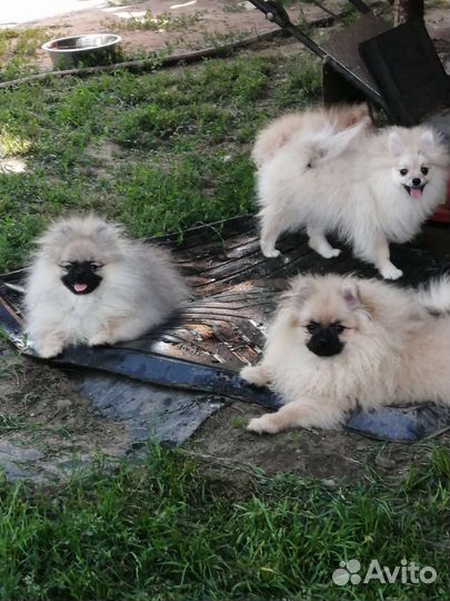 Померанский шпиц РКФ