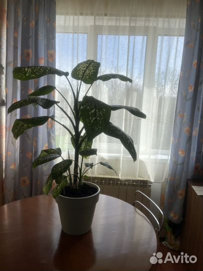 Диффенбахия