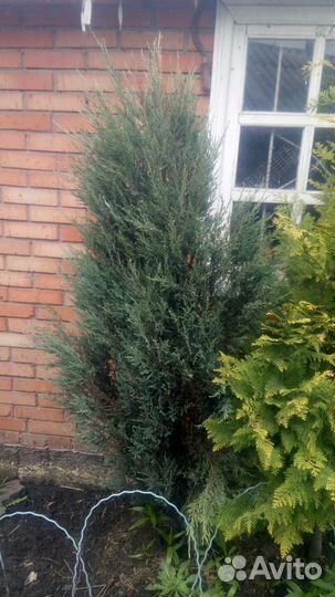 Можжевельники