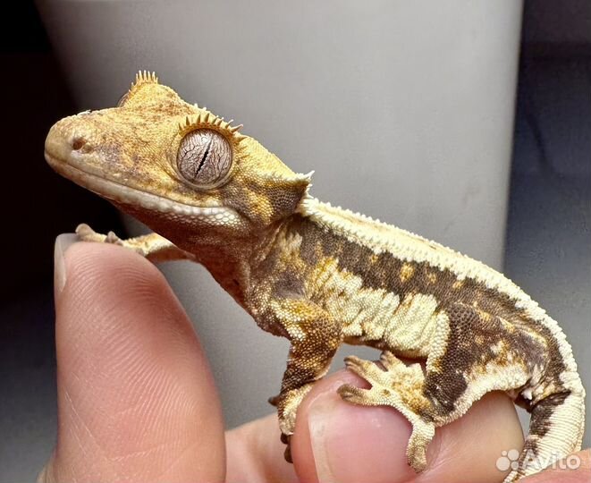 Бананоед реснитчатый