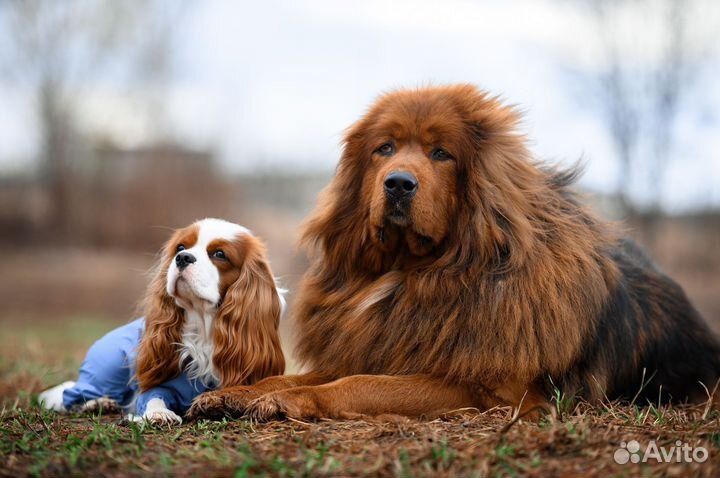 Тибетский мастиф щенки