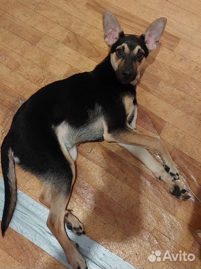 Собака в семью