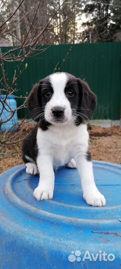 Метисы бигля