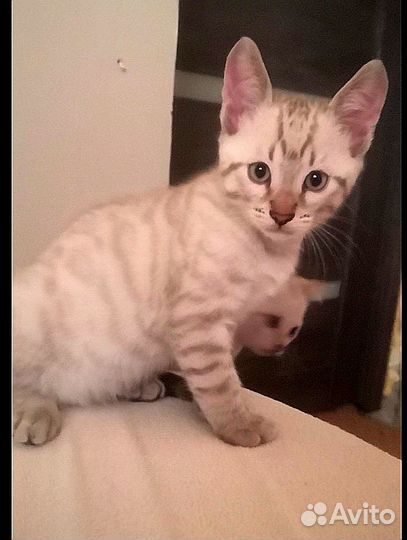 Снежные бенгалы