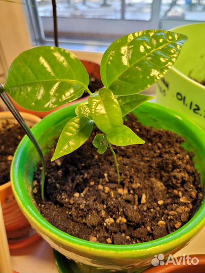 Экзотические растения