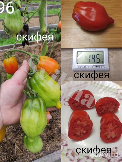 Семена томатов