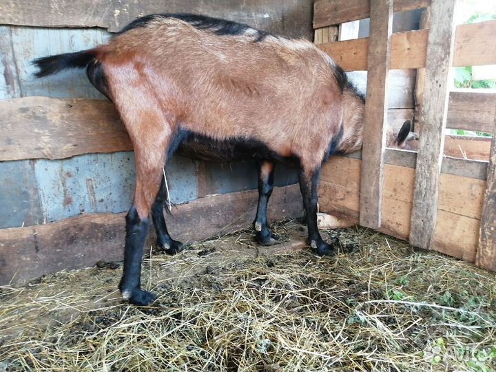 Козел для вязки