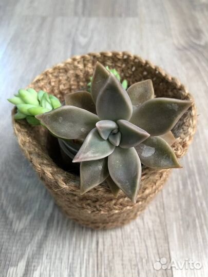 Суккуленты