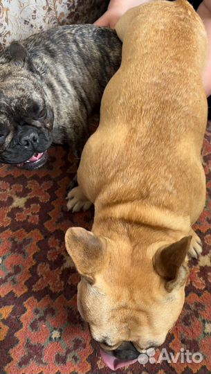 Кабель вязка (развязан )