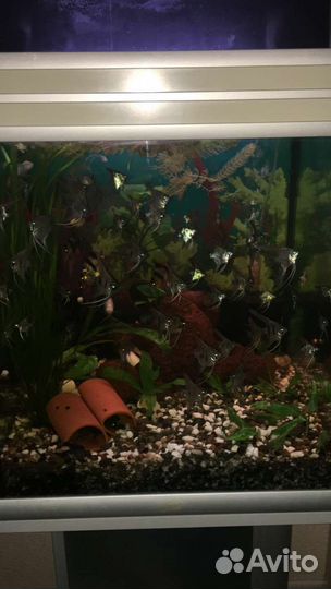 Аквариум с рыбами