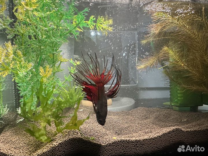 Рыба петушок