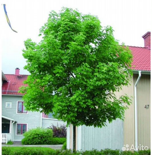 Клен остролистный