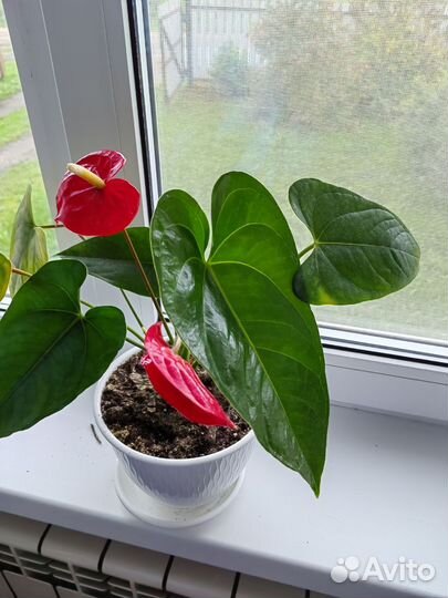 Комнатные цветы антуриум