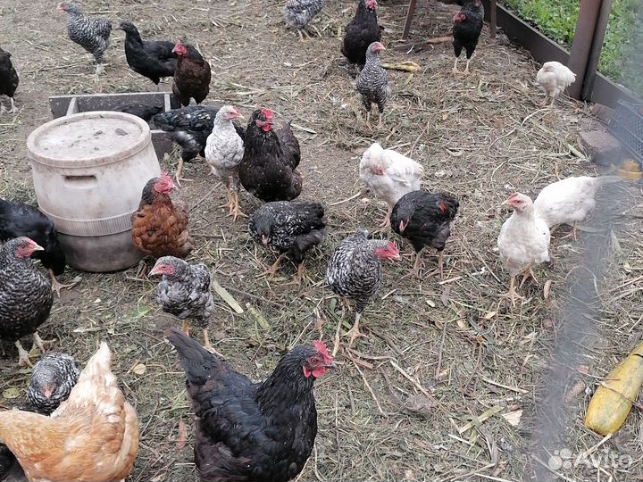 Куры молодки